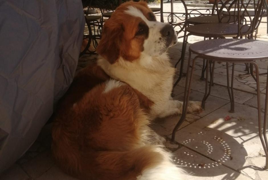 Alerte Disparition Chien Femelle , 2 ans Poncins France Alerte Disparition Chien Femelle , 2 ans Poncins France