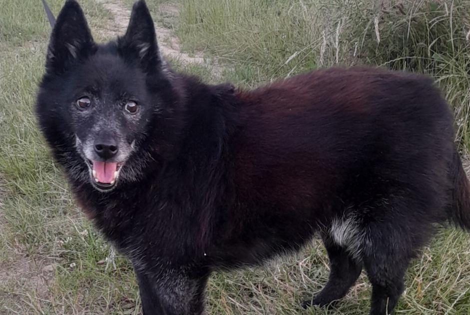 Alerte Découverte Chien croisement Femelle Maclas France Alerte Découverte Chien croisement Femelle Maclas France
