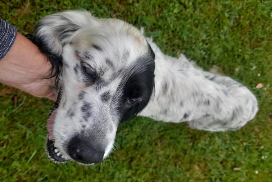 Alerte Découverte Chien Femelle La Gresle France Alerte Découverte Chien Femelle La Gresle France