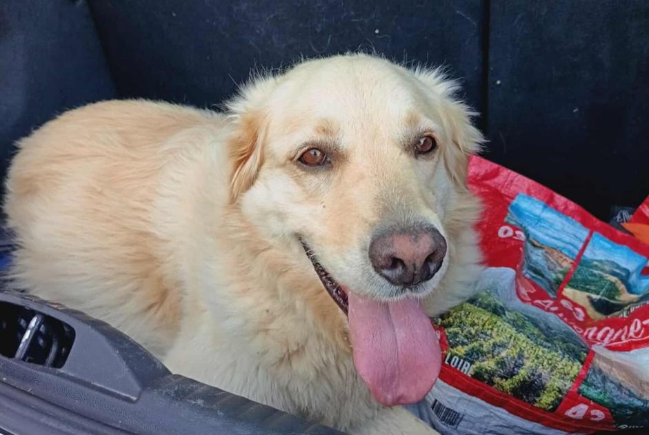 Alerte Découverte Chien Inconnu La Bénisson-Dieu France Alerte Découverte Chien Inconnu La Bénisson-Dieu France