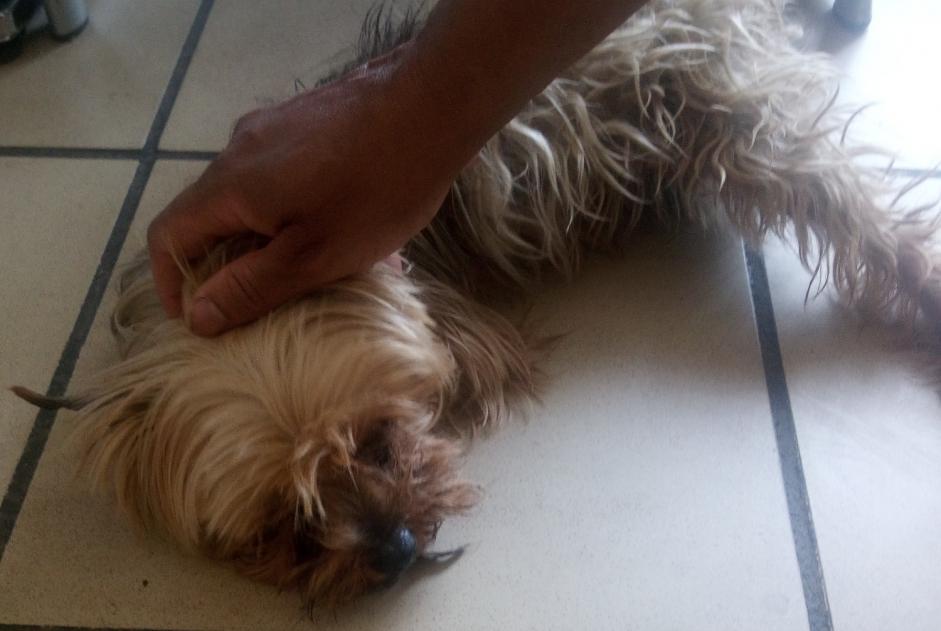 Alerta descoberta Cão Fêmea Rive-de-Gier France Alerta descoberta Cão Fêmea Rive-de-Gier France